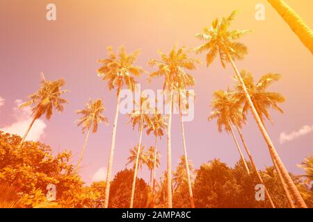 Schöne Palmen Hintergrund Pastellton. Tropischer Vintage-Stil der 80er Jahre. Stockfoto