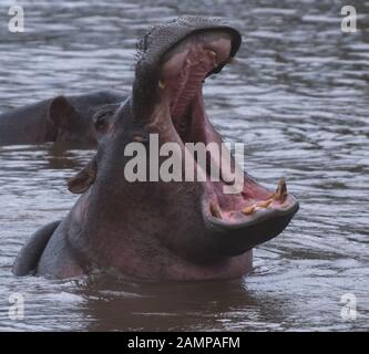 Eine gemeinsame Flusspferd (Hippopotamus amphibius) zeigt seine Dominanz, und die Erde öffnete ihren Mund so weit wie möglich, wodurch seine Stoßzähne, in der zu s geltend machen Stockfoto