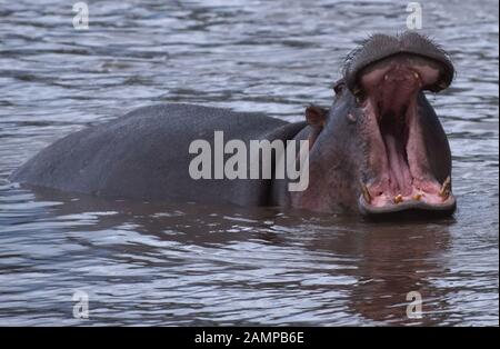 Eine gemeinsame Flusspferd (Hippopotamus amphibius) zeigt seine Dominanz, und die Erde öffnete ihren Mund so weit wie möglich, wodurch seine Stoßzähne, in der zu s geltend machen Stockfoto