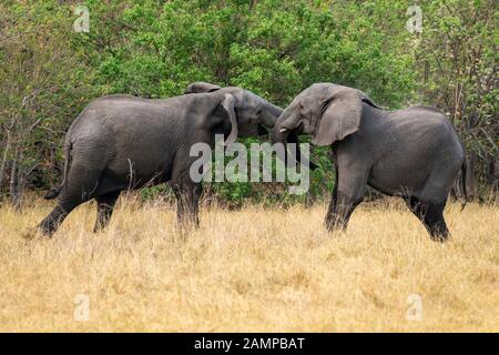 Zwei junge afrikanische Elefantenbullen (Loxodonta Africana) kämpfen in Moremi Game Reserve, Okavango Delta, Botswana, Südafrika Stockfoto