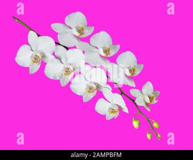 Zweig einer Phalaenopsis Orchidee mit weißen Blumen und mehreren Knospen isoliert auf einem rosafarbenen Hintergrund Stockfoto