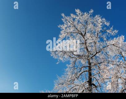 Ästen bedeckt mit weißen Frost, gegen den klaren blauen Himmel Stockfoto