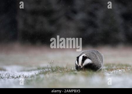 Europäischer Dachs (Meles meles) im Winter, laufen, Eifel, Rheinland-Pfalz, Deutschland Stockfoto