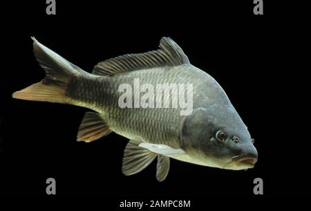 Gewöhnlicher Karpfen (Cyprinus carpio), gefangen, Frankreich Stockfoto