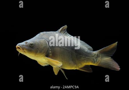 Gewöhnlicher Karpfen (Cyprinus carpio), gefangen, Frankreich Stockfoto