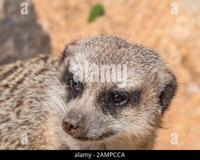 Das Gesicht einer Suricata Stockfoto