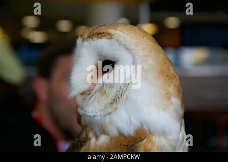 Nahaufnahme einer Eule. Stockfoto