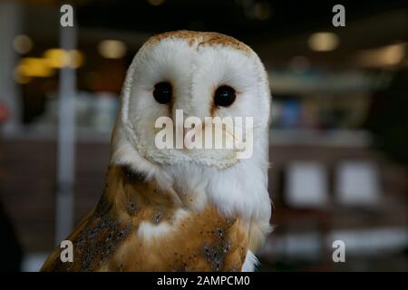 Nahaufnahme einer Eule. Stockfoto