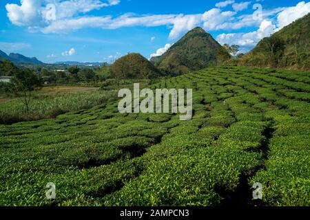 Tee Plantage in Lai Chau, Vietnam Stockfoto