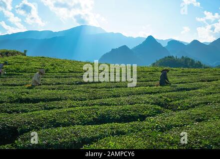 Die Bauern die Ernte Tee in Lai Chau, Vietnam Stockfoto