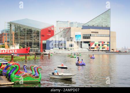 Baltimore, USA - 12. JUNI 2013: Menschen fahren Drachenpaddleboats mit National Aquarium im Hintergrund im Inner Harbor in Baltimore. Stockfoto