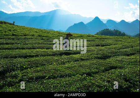 Die Bauern die Ernte Tee in Lai Chau, Vietnam Stockfoto