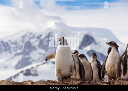 Gruppe von Küken Pinguine auf dem Stein Nest auf der Antarktis Hintergrund. Gentoo Baby, argentinischen Inseln Antarktis Stockfoto