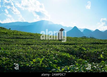 Die Bauern die Ernte Tee in Lai Chau, Vietnam Stockfoto