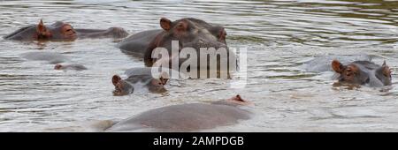 Gemeinsame Flusspferd (Hippopotamus amphibius) wälzen sie sich in den Untiefen des Mara River. Serengeti National Park, Tansania. Stockfoto