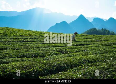 Die Bauern die Ernte Tee in Lai Chau, Vietnam Stockfoto