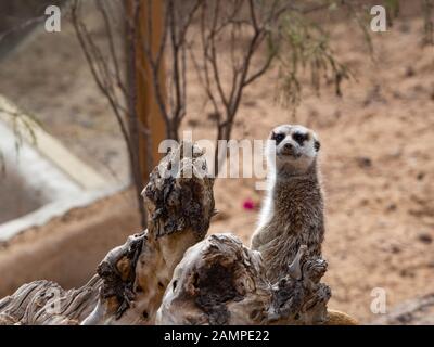 Ein Meerkat neben einem Felsen Stockfoto