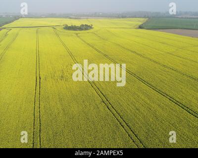 Drone Luftaufnahme eines Raps Feld in der Blüte im Osten der Republik Irland. Stockfoto