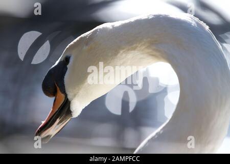 Nahaufnahme von einem Schwan Kopf Stockfoto