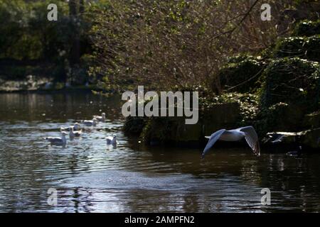 Möwe im Flug. Stockfoto
