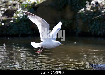 Möwe im Flug. Stockfoto