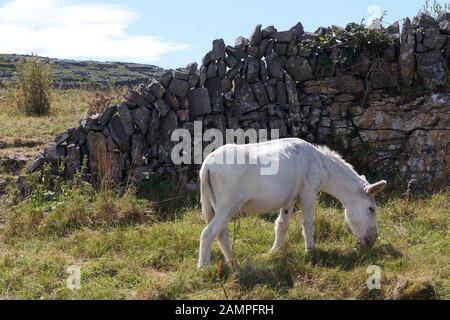 Ein Eselfohlen, das in Connemara, Grafschaft Galway im Westen Irlands grast. Stockfoto