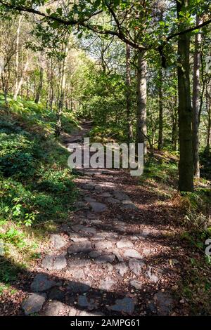 Bergauf Fußweg durch Bäume mit dappeliertem Herbstlicht. Uraltes Waldgebiet in Padley Gorge, Derbyshire, Peak District National Park, England, Großbritannien Stockfoto