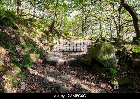 Bergauf durch Waldbäume in dappelter Sonneneinstrahlung im Herbst. Padley Gorge, Peak District National Park, Derbyshire, England, Großbritannien Stockfoto