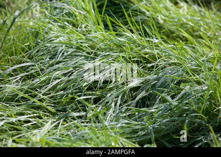 Üppig grüne Gras mit Tautropfen. Stockfoto