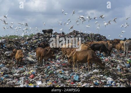 Lhokseumawe, Aceh, Indonesien. Januar 2020. Kühe und Egrettchen suchen auf einer Deponie in Lhokseumawe, Provinz Aceh nach Nahrung.Der Bericht der Weltbank zeigt, dass täglich etwa 105 Tausend Tonnen Siedlungsabfälle in Indonesien produziert werden. Diese Zahl soll bis 2025 um 150 Tausend Tonnen steigen. Schlecht gemanagter Siedlungsabfall wird in die Wasserwege gelangen und schließlich zu einem Problem für die indonesischen Ozeane werden. Die von der Weltbank 2018 in 15 Städten in Zentral- und Westindonesien durchgeführte Analyse zeigt, dass die Zusammensetzung der Siedlungsabfälle variiert, 44 % organischer Abfall, 21 % Windeln und Stockfoto