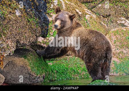 Grizzly Bär, der auf Muscheln entlang der Niedrigwasserlinie in Knight Inlet, First Nations Territory, British Columbia, Kanada, aufforst. Stockfoto