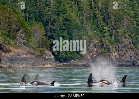 A54, A106, A118, A86, A75, Killerwale im Norden, Orcinus Orca, Johnstone Strait, First Nations Territory, British Columbia, Kanada. Stockfoto