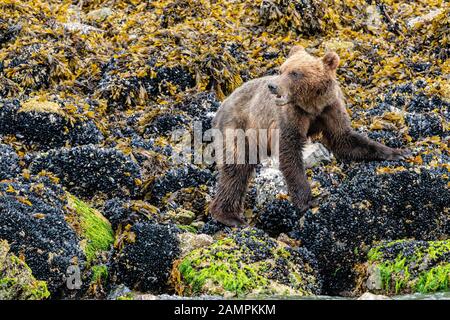 Grizzly Bear Cub auf der Suche nach seiner Mutter entlang der niedrigen Tideline in Knight Inlet, First Nations Territory, British Columbia, Kanada. Stockfoto