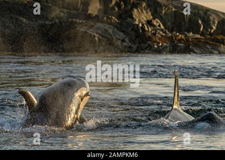 A118 und A54, im Norden ansässige Killerwale, Orcinus Orca kurz nach Sonnenaufgang in der Johnstone Strait, First Nations Territory, British Columbia, Cana Stockfoto