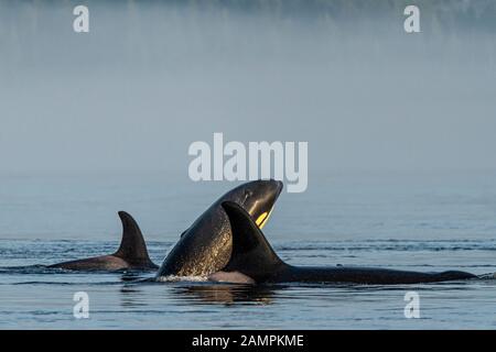 Ein 54-er, im Norden ansässige Killerwale, Orcinus Orca, spielt in der Johnstone Strait an einem nebligen Morgen, First Nations Territory, British Columbia, Cana Stockfoto