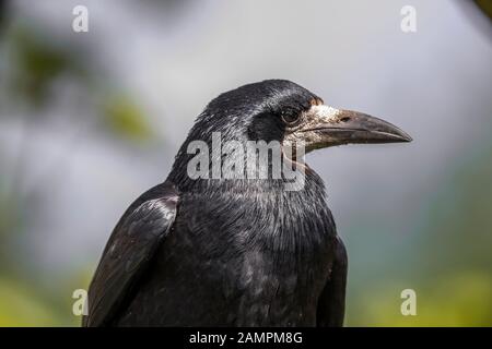 Seitenansicht Nahaufnahme des wilden britischen Rookenvogels (Corvus frugilegus), der im Freien in natürlichem Lebensraum isoliert ist. Rookenkopf mit großem Schnabel nach rechts. Krähen UK. Stockfoto