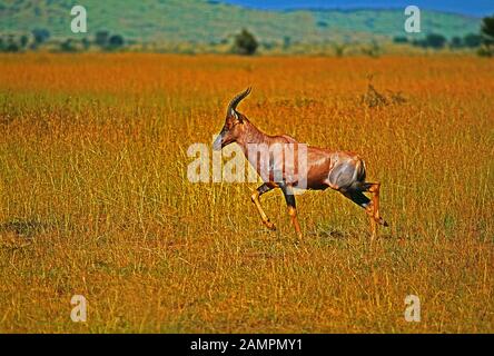 Tansania. Tierwelt. Serengeti. Einsame Topi. Stockfoto