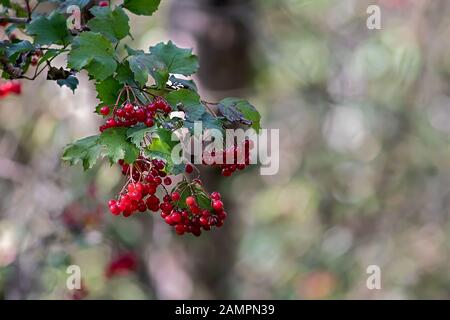 Viburnum opulus mit glänzend roten Beeren, Hintergrund schön und verschwommen bokeh Stockfoto