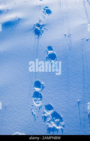 Eine Reihe von Fußschritten im Neuschnee Stockfoto