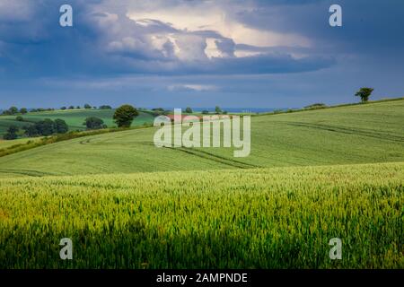 Ernte und Landwirtschaft in rollenden Devon Feldern nahe Erntezeit mit stürmischem Himmel, Devon, Großbritannien Stockfoto