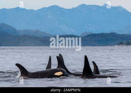 A30s, I35s Northern Resident Killer Whales (Orcinus Orca) in der Queen Charlotte Strait in der Nähe des Broughton Archipels, First Nations Territory, Brit Stockfoto