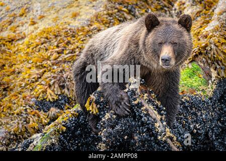 Grizzly Bär, der auf Muscheln entlang der Niedrigwasserlinie in Knight Inlet, First Nations Territory, British Columbia, Kanada, aufforst. Stockfoto