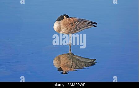 Eine Kanadagans, Branta canadensis, schlafend auf einem Bein im Sonnenschein, auf den Deschutes River in Oregon. Stockfoto