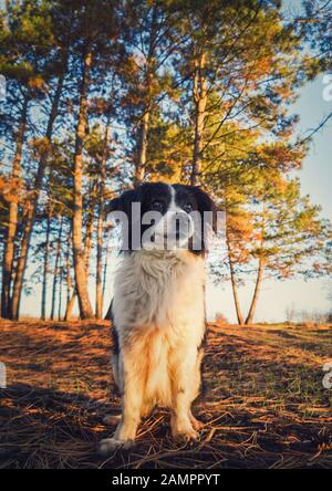 Vertikales Porträt eines lieblichen Border-Collie-Hundes in der Natur, der einen ernsthaften Ausdruck über dem Kiefernwaldhintergrund darstellt. Schöne Szene mit weich, o. Stockfoto