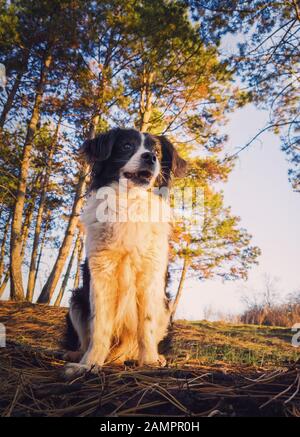 Vertikales Porträt eines aufmerksamen Border-Collie-Hundes, der einen ernsthaften Open-Mouth-Ausdruck darstellt, über dem Hintergrund des Kiefernwaldes. Schöne Szene mit weicher, Stockfoto