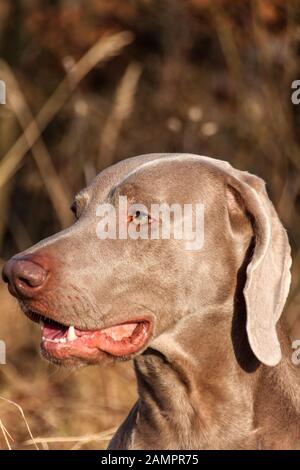 Weimaraner Porträt. Nahaufnahme eines Jagdhundes. Treuer Freund. Leiters der Weimaraner. Stockfoto