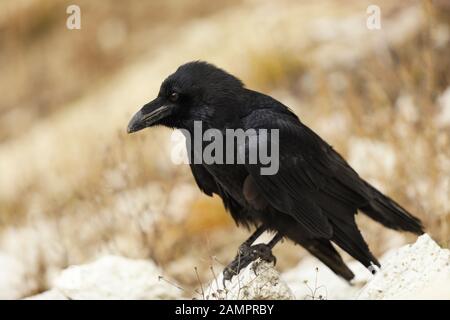 Gemeinsamer Rabe - Corvus corax - im Sommer auf Stein sitzend Stockfoto