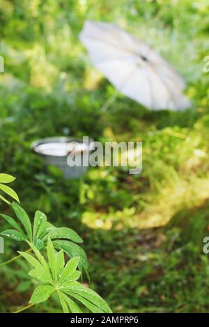 Natur nach Regendusche. Pflanzen im Vordergrund im Fokus. Voller Eimer mit Regenwasser und dem geöffneten Regenschirm im Hintergrund. Stockfoto