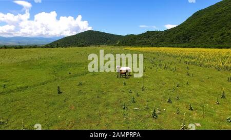 Zwei schöne Pferde Weidefeld, frisches grünes Gras, Landschaft am sonnigen Tag Stockfoto