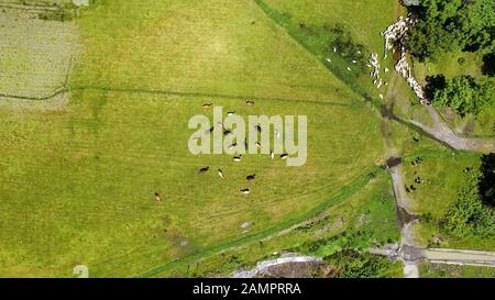 Kühe weiden auf dem Feld, essen frisches Grüngras, Landwirtschaft und Rinderhaltung Stockfoto